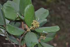 Cryptocarya stocksii